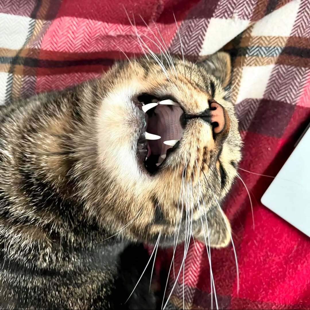Rocket the Cat