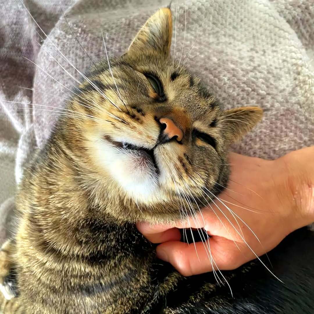 Rocket The Cat